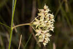 Southern milkweed